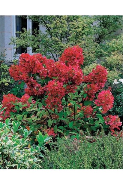 Гортензія волотиста Даймонд Руж